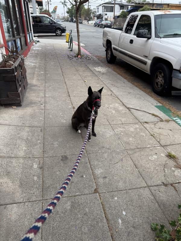 A picture of a black dog named Bowie sitting, taken on May 23 2025 at 6:50 am